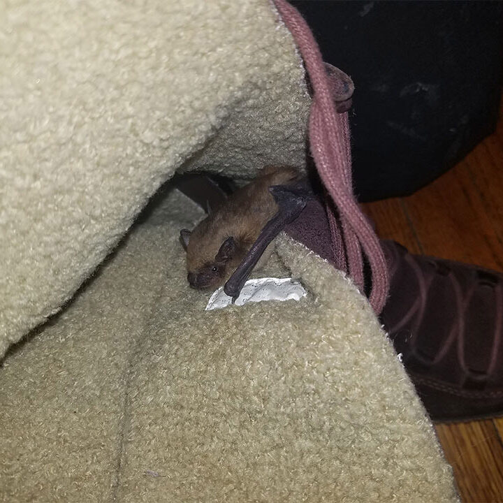 expert-bat-removal-e1615474892678
