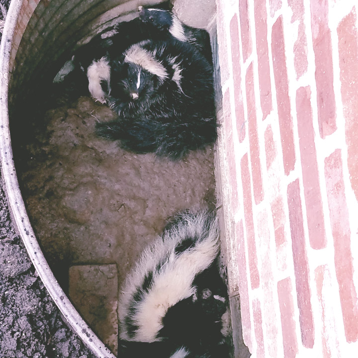 skunk-damage-repair-exclusion