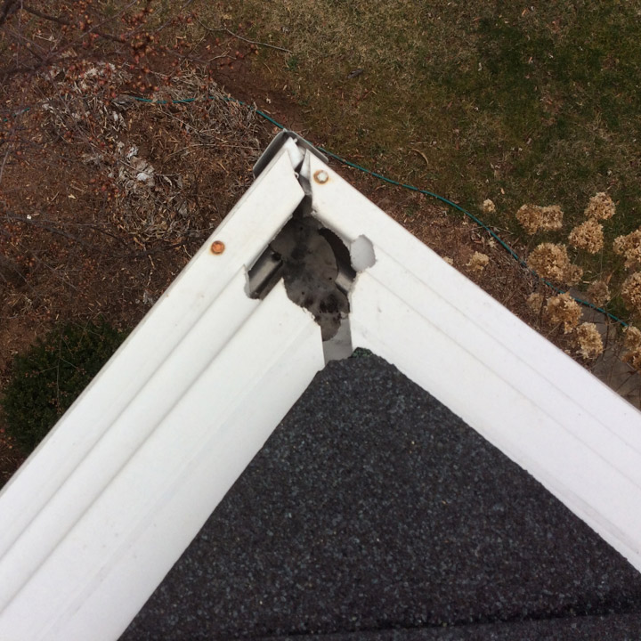 squirrel-in-attic